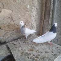 طوقی|پرنده|دهدشت, |دیوار