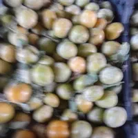 فروش الو بخارا دشت