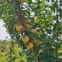 زمین باغی شموشک ۷۰۰ متری