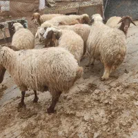 گوسفند وشیشک وبز وتی بز چاق کشتاری روغنی|حیوانات مزرعه|خرم‌آباد, |دیوار