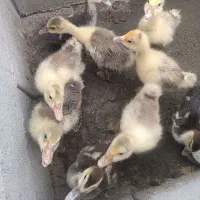 جوجه غاز