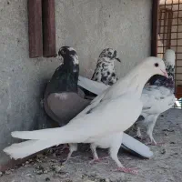کبوتر