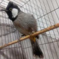 پرنده اهلی‌