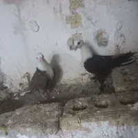 کبوتر کلاغ کاکلی پاک و کلاغ کربلایی|پرنده|گلبهار, شهر جدید گلبهار|دیوار