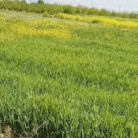 زمین کشاورزی