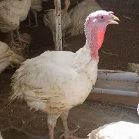 گوشت بوقلمون / بوقلمون زنده