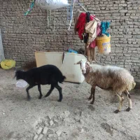 گوسفند بره دار با بره نر در خانه ایی و‌داشتی|حیوانات مزرعه|گرگان, |دیوار
