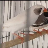 ۱جفت فنچ لپ سیاه باوسایل کامل