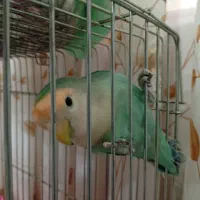 جفت طوطی برزیلی|پرنده|اندیشه, اندیشه فاز ۱|دیوار