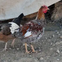 خروس محلی درجه ۱|حیوانات مزرعه|شیراز, دینکان|دیوار