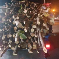 چوب خریدار هر نوع چوب|خدمات باغبانی و درختکاری|نورآباد, |دیوار