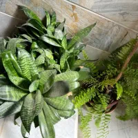 فروش گلهای اپارتمانی|گل و گیاه طبیعی|پاوه, |دیوار