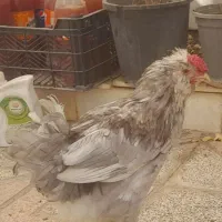 خروش گلین مرغ محلی|حیوانات مزرعه|کرمانشاه, |دیوار