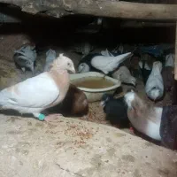 کبوتر فروشی|پرنده|زبرخان, |دیوار