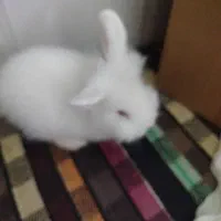 خرگوش لوپ چشم قرمز