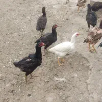 مرغ کرچ لاری