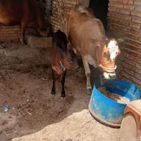 گاو|حیوانات مزرعه|باوی, |دیوار