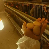 تخم مرغ محلی ، عرضه مستقیم از مرغداری