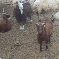 گوسفند فروشی|حیوانات مزرعه|مهریز, |دیوار