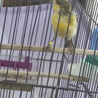 قناری نر ابلغ درشت و کشیده|پرنده|قزوین, |دیوار