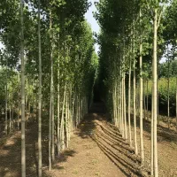 نهال صنوبر برای فضای سبز در مناطق معتدل|گل و گیاه طبیعی|رشت, آتشگاه|دیوار