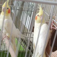 جفت عروس هلندی فوق مولد به شرط با ضمانت ۴تا جوجه|پرنده|شیراز, شهرک صدا و سیما|دیوار