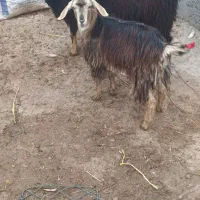 ۵راس بزغاله نر وماده