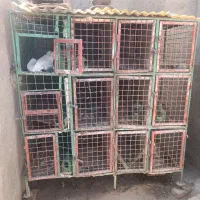 جفت کن کبوتر