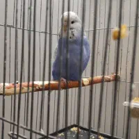 مرغ عشق انگلیسی رنگ سفید ابی