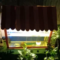 اکواریوم با وسایل