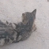 واگذار گربه|گربه|شیراز, تل حسین‌آباد|دیوار