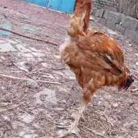 خروس لاری|حیوانات مزرعه|مشهد, باغون آباد|دیوار