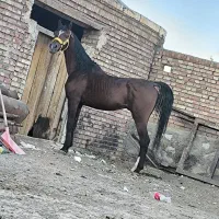 اسب عرب|اسب و تجهیزات اسب‌سواری|تبریز, |دیوار