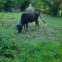 گاو با گوساله