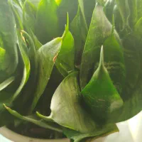 گل زامبو|گل و گیاه طبیعی|ارومیه, |دیوار