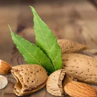 پیشفروش نهال ریشه لخت و گلدانی بادام شاهرودی|خدمات باغبانی و درختکاری|هفدر, |دیوار