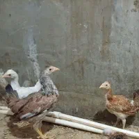 نیمچه مرغ