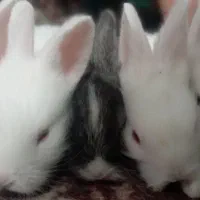 خرگوش خانگی سالم باهوش