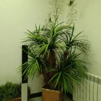 گل مصنوعی نخل