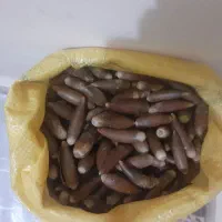 بلوط تازه زاگرس