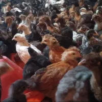 جوجه مرغ بومی واکسن خرده ۲ماه