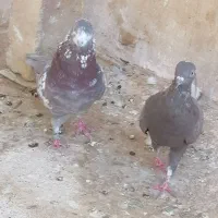 چهار جفت نر و ماده دونسته و حسابی|پرنده|قم, آزادگان|دیوار
