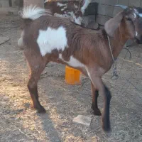 فروش دوعددتالی بزرگ