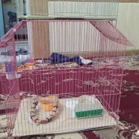 قفس فروشی|لوازم جانبی حیوانات|زابل, |دیوار