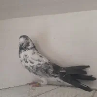 چلچله