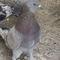 ۱۴ تا کفتر پرشی کبوتر