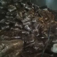 ضایعات خرما از بهترین نخلستان های استان بوشهر|خدمات باغبانی و درختکاری|بوشهر, |دیوار