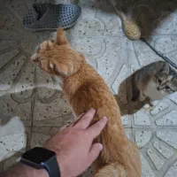 واگذاری گربه