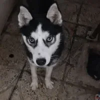 سگ هاسکی ۷ ماهه