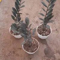 زاموفیلیا ، سانس، دیفن ، پتوس